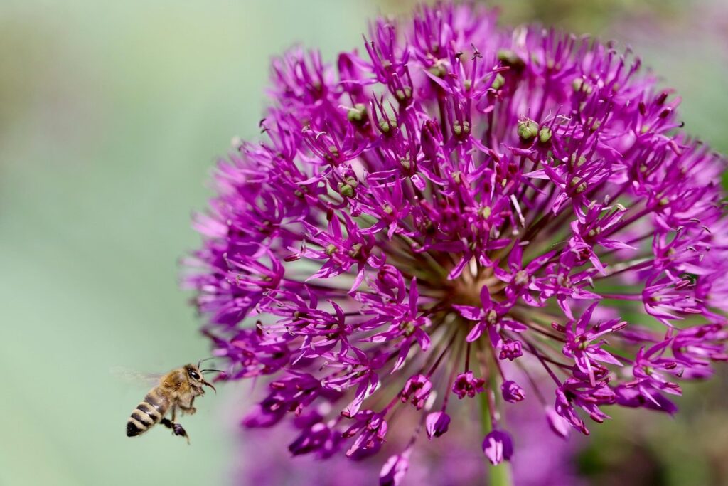 how do you manually pollinate leeks