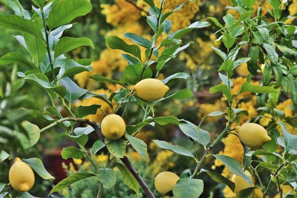 how to grow lemon tree
