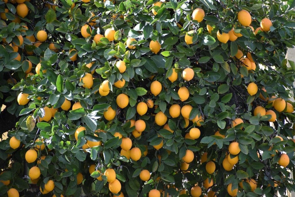 lemon tree not fruiting reasons