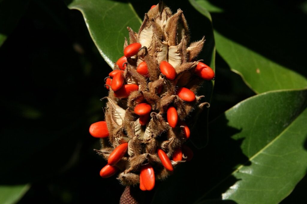 magnolia seeds