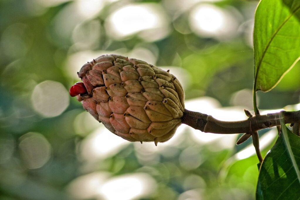 magnolia tree seeds