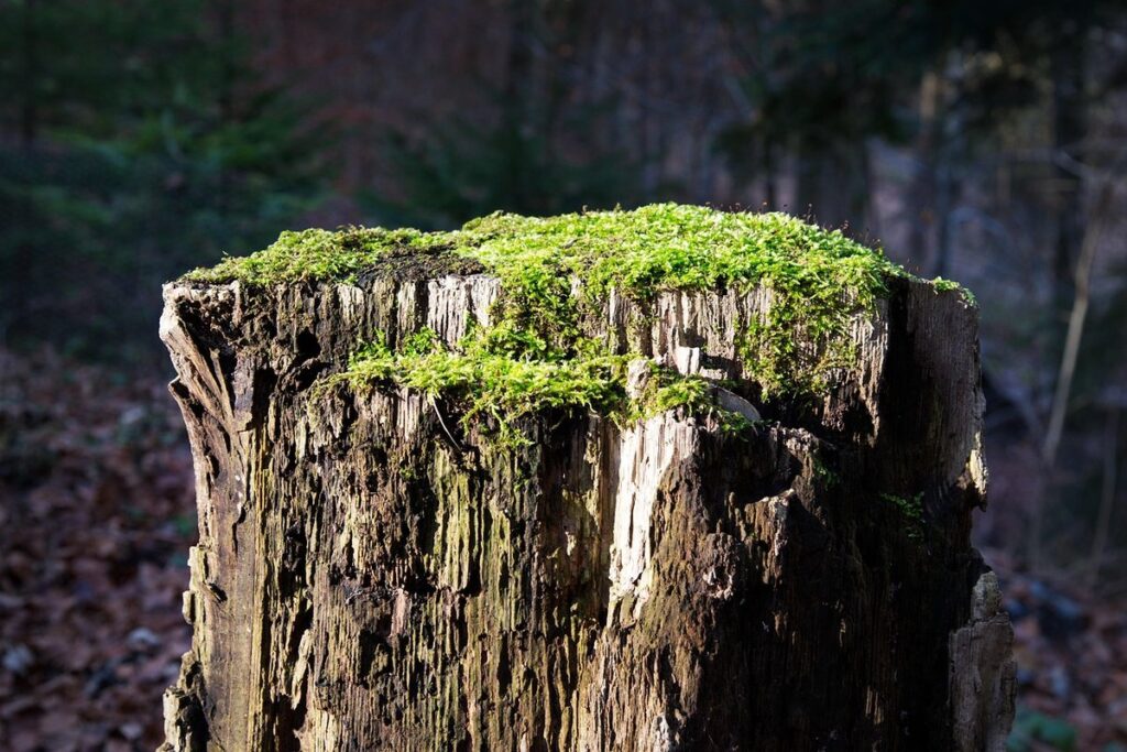 mildew resistant cucurbits