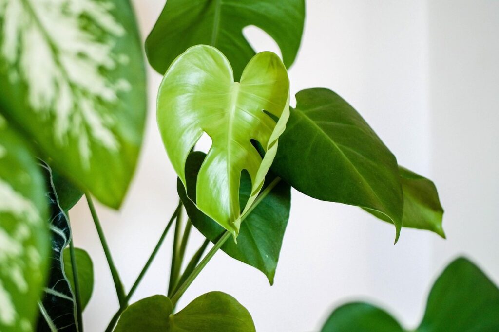 monstera care indoor
