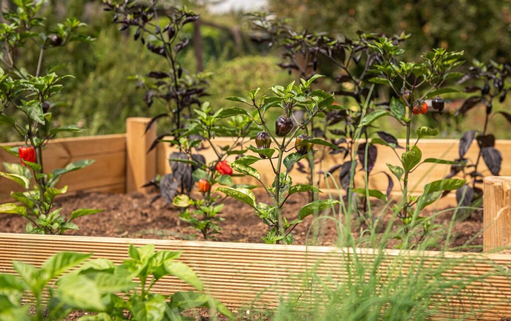 no-dig raised beds