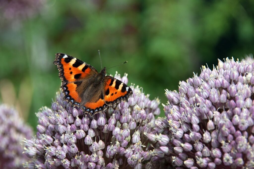 how do you manually pollinate onions