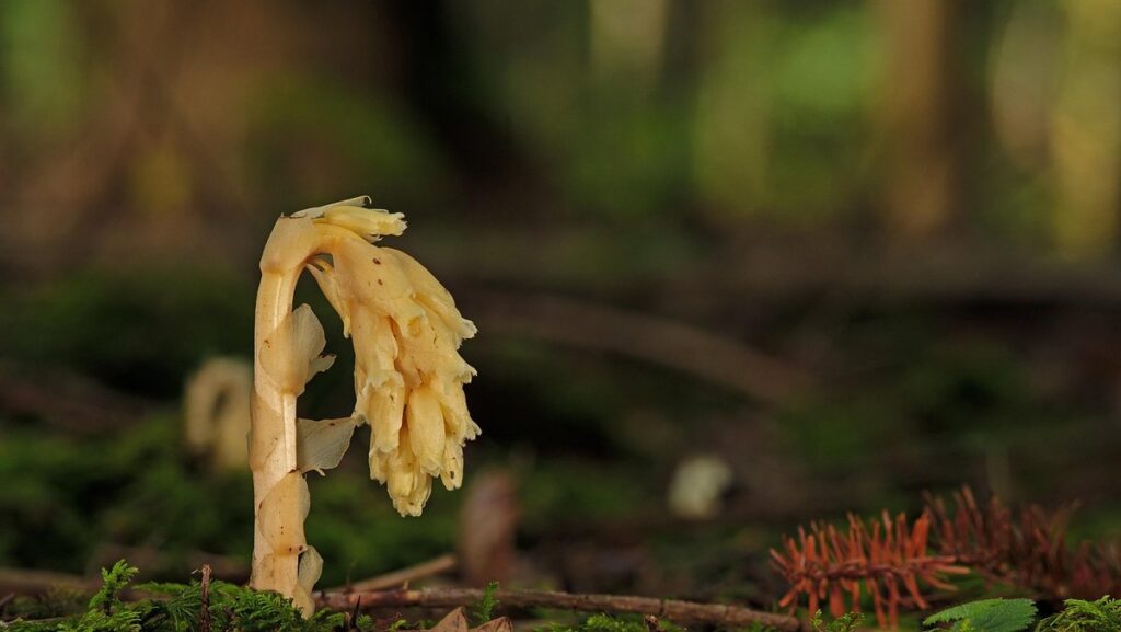 orchid aerial roots care