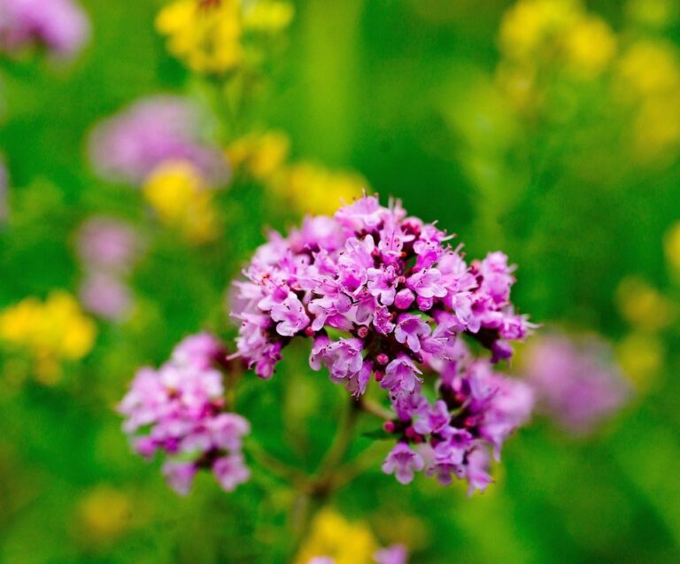 oregano flowering