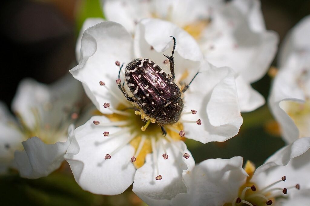 pear tree pollination groups explained