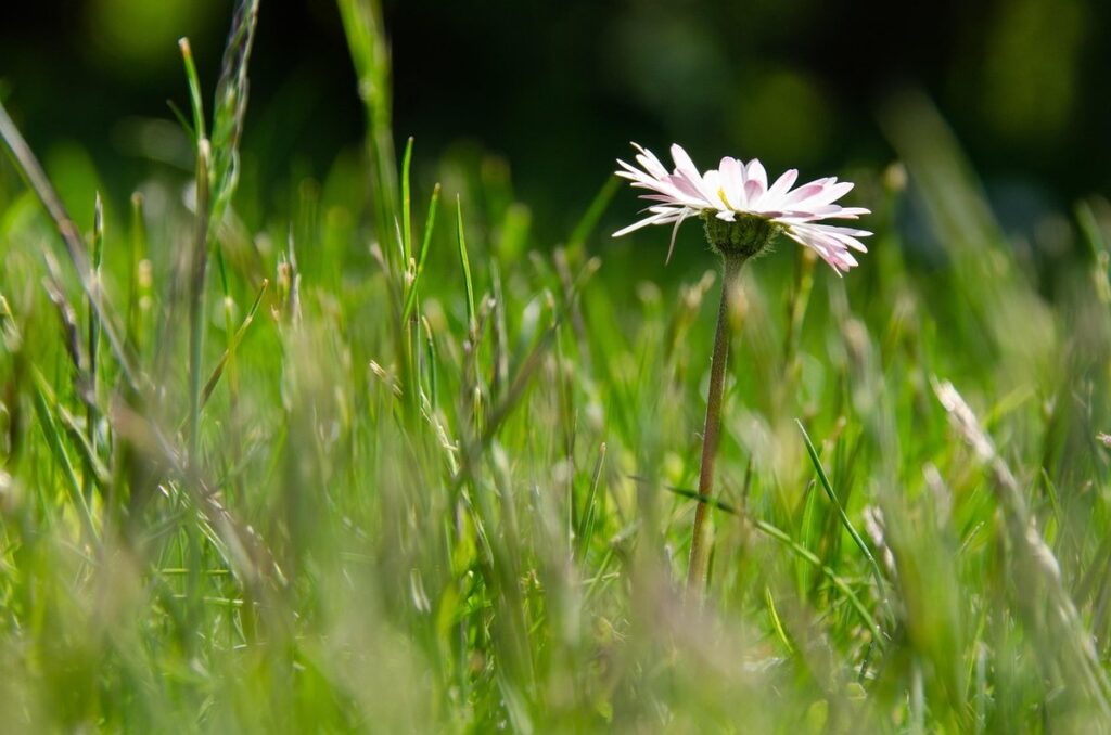 best perennials for full sun