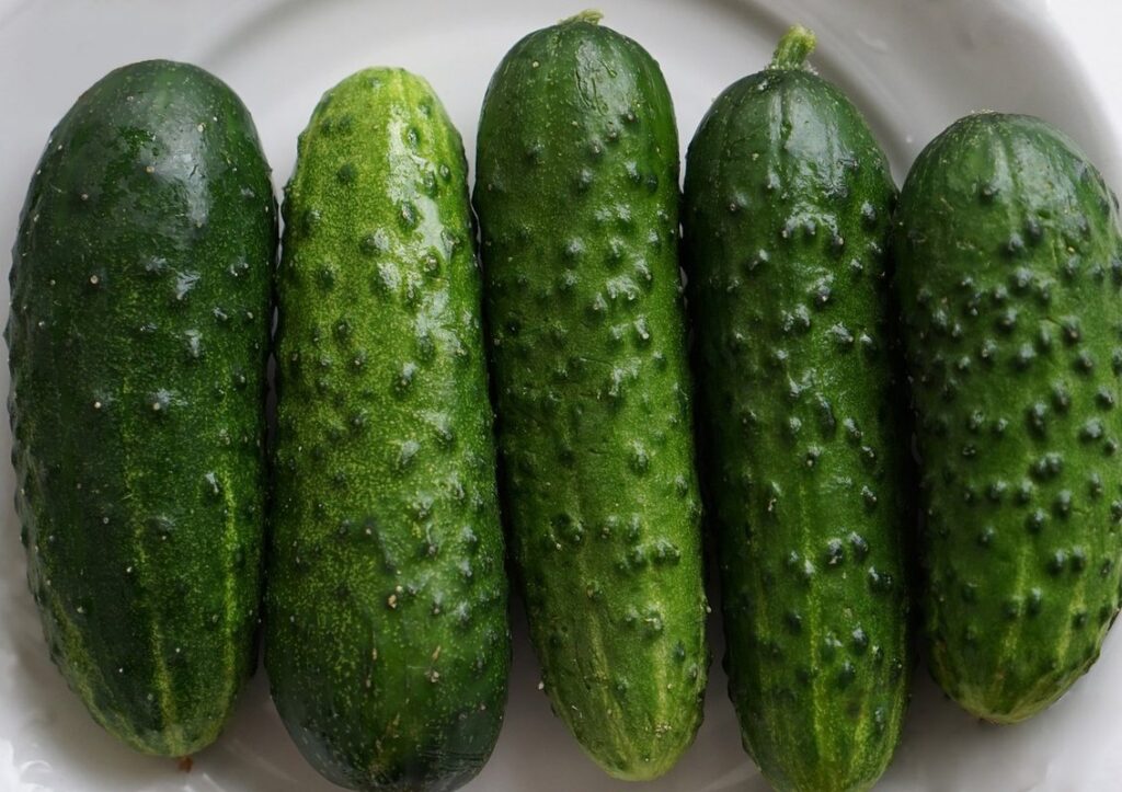 cucumbers varieties for pickling