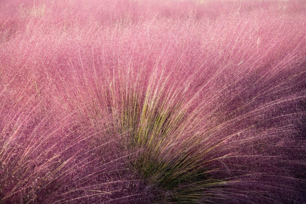 pink muhly grass