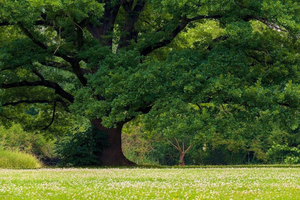 sun and shade plant guide