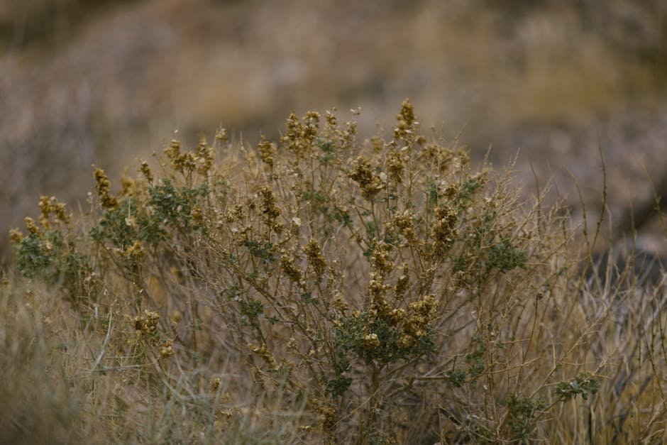 Plant hardiness zone map -> Zone maps
