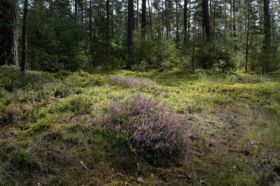 Plant hardiness zones UK -> Plant Zones