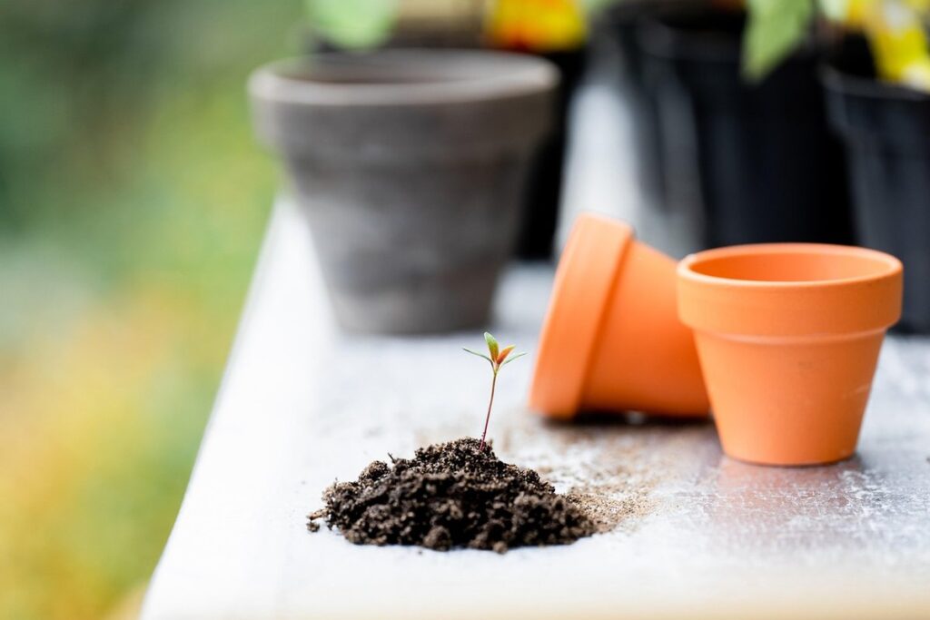 plants for clay soil