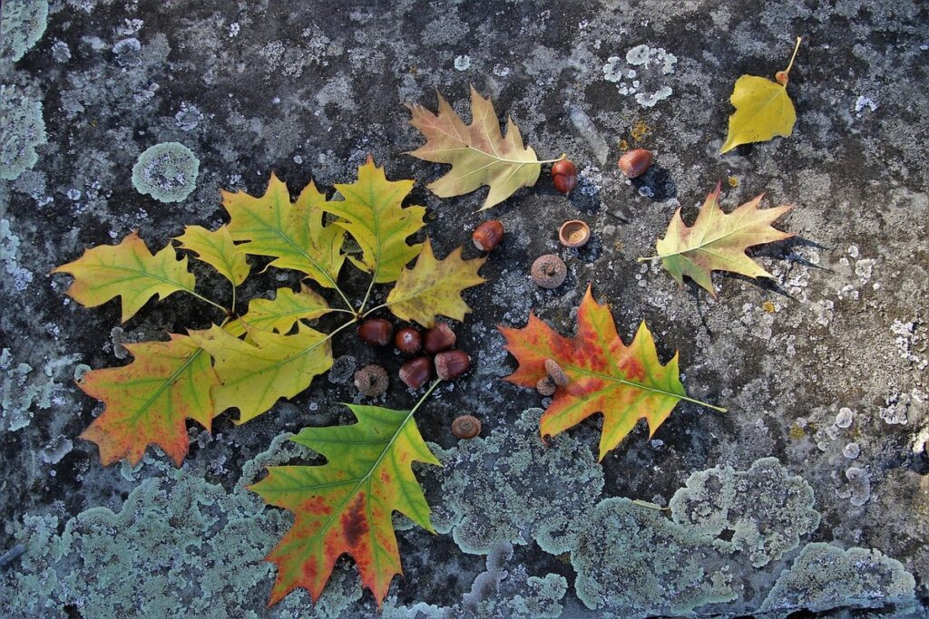 architectural plants for structure