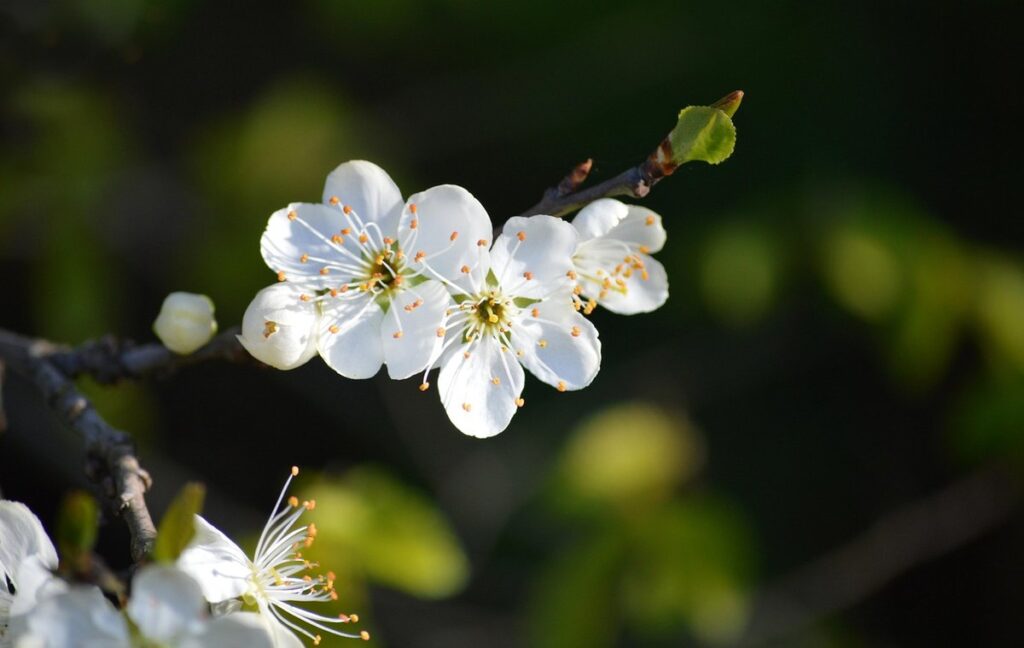 plum blossom tree