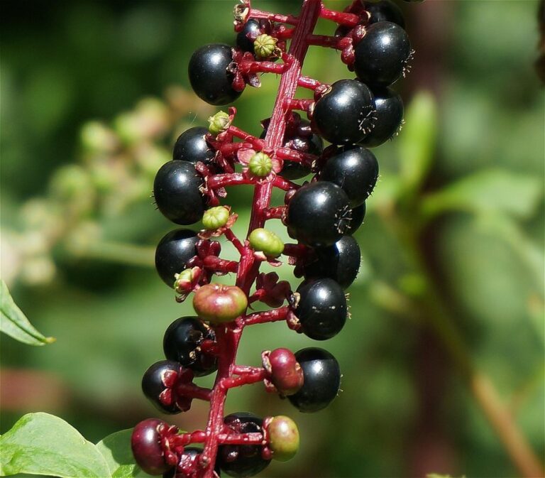 pokeweed plant