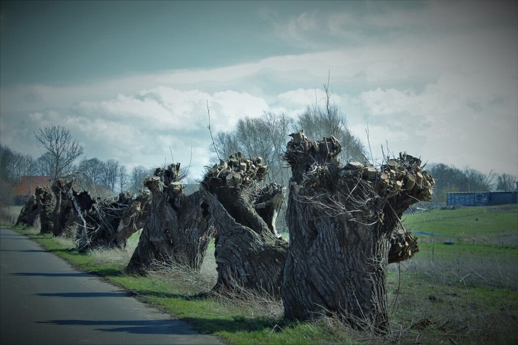 pollarding willow and hazel