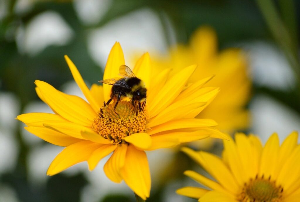 pollinator friendly shrubs
