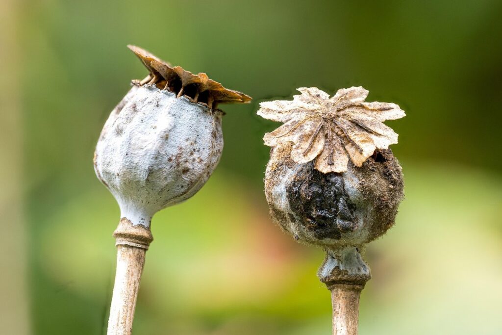 how to grow poppy from seed