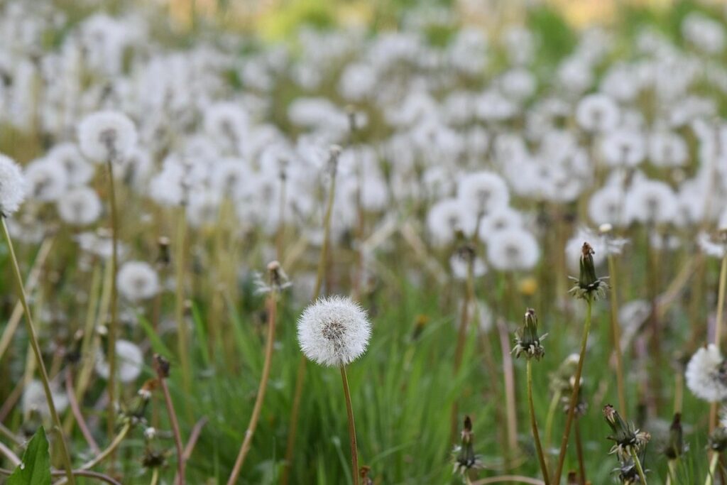 perennials for prairie gardens