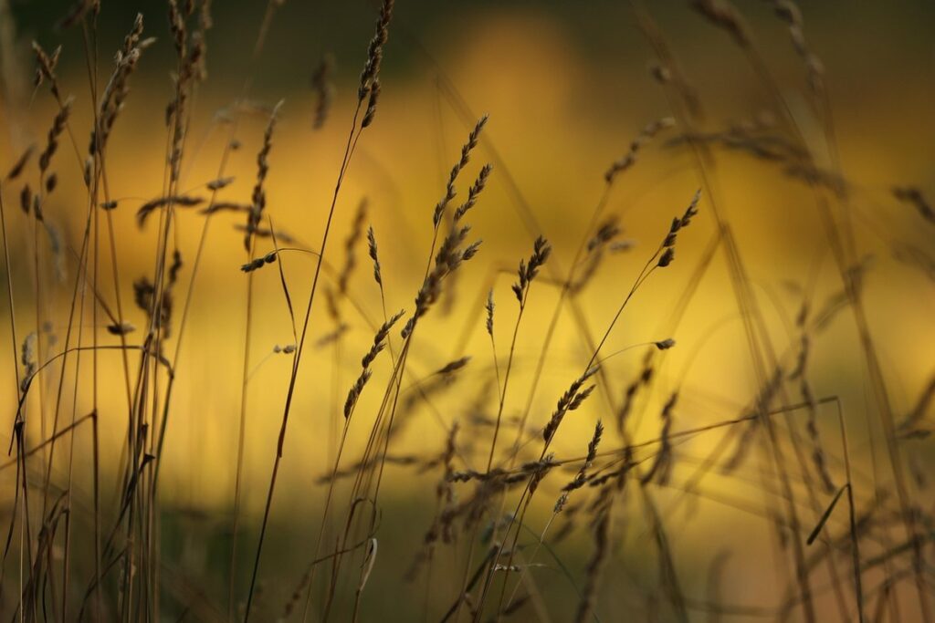 prairie plants