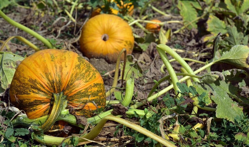 grow pumpkins from seed