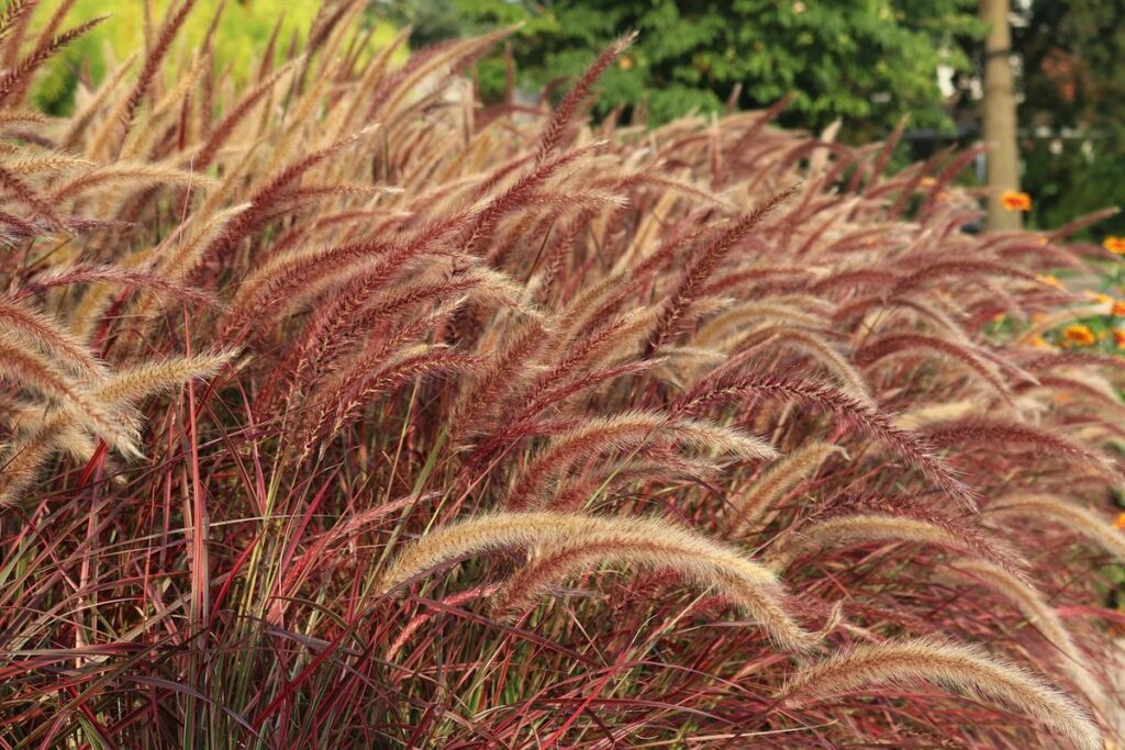 purple ornamental grass