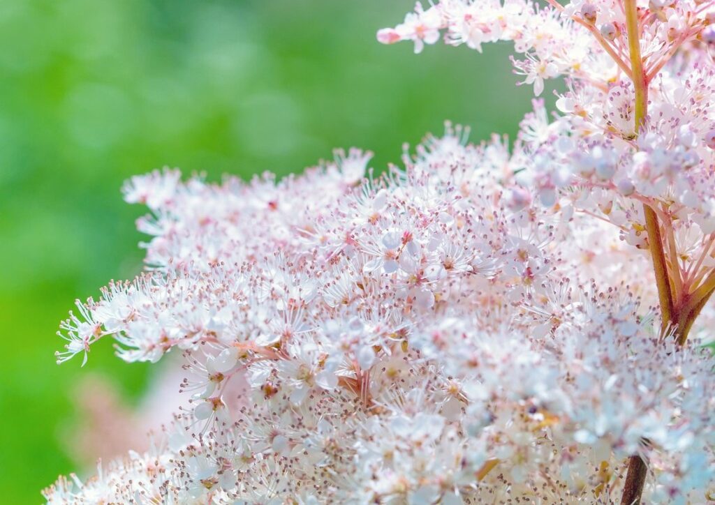 Queen of prairie plant