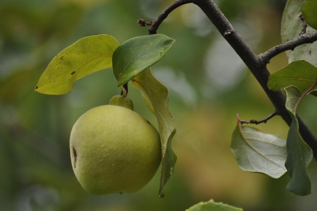 quince growing guide