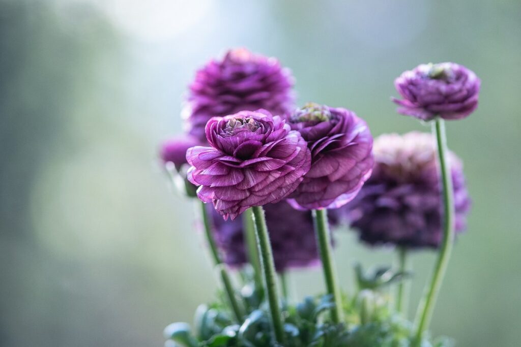 growing ranunculus in pots