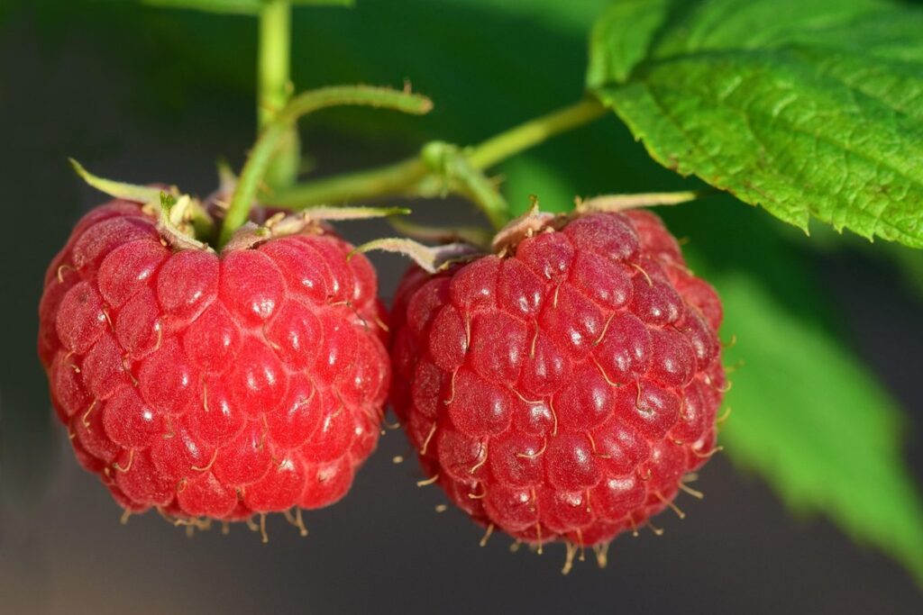Raspberry gardening