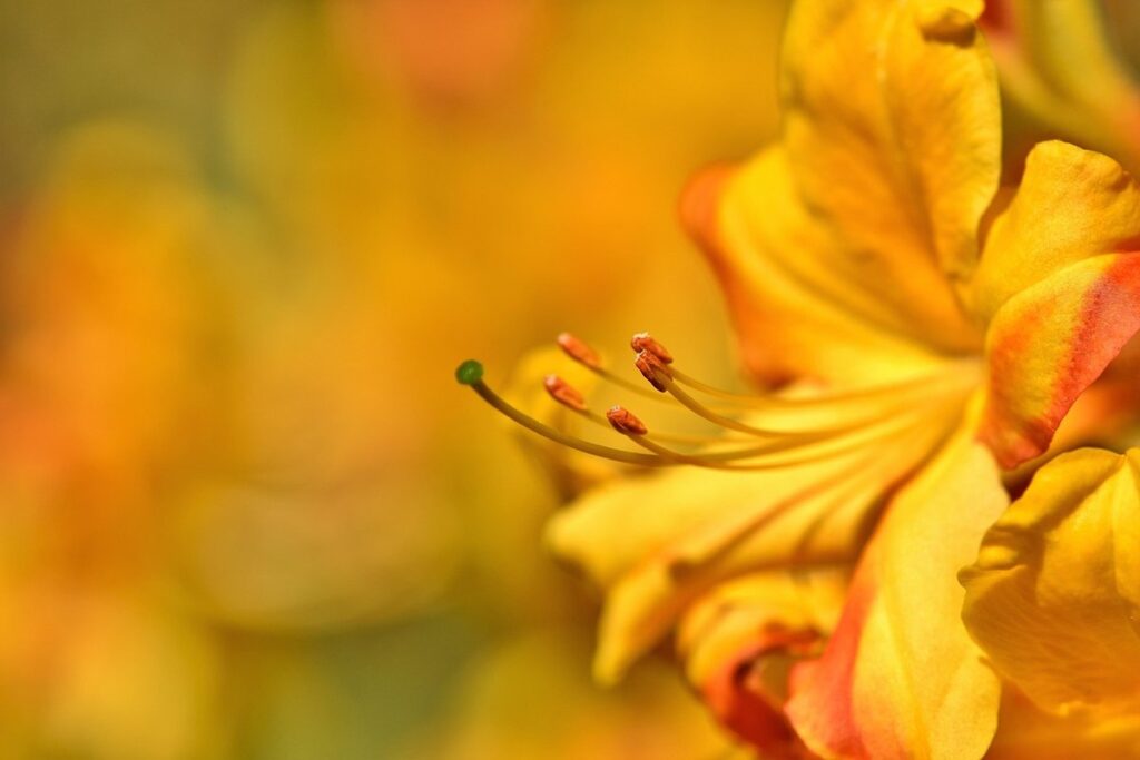 rhododendron yellow leaves