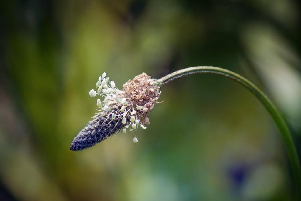 ribwort plantain