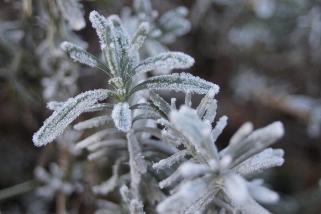 rosemary in winter outdoors