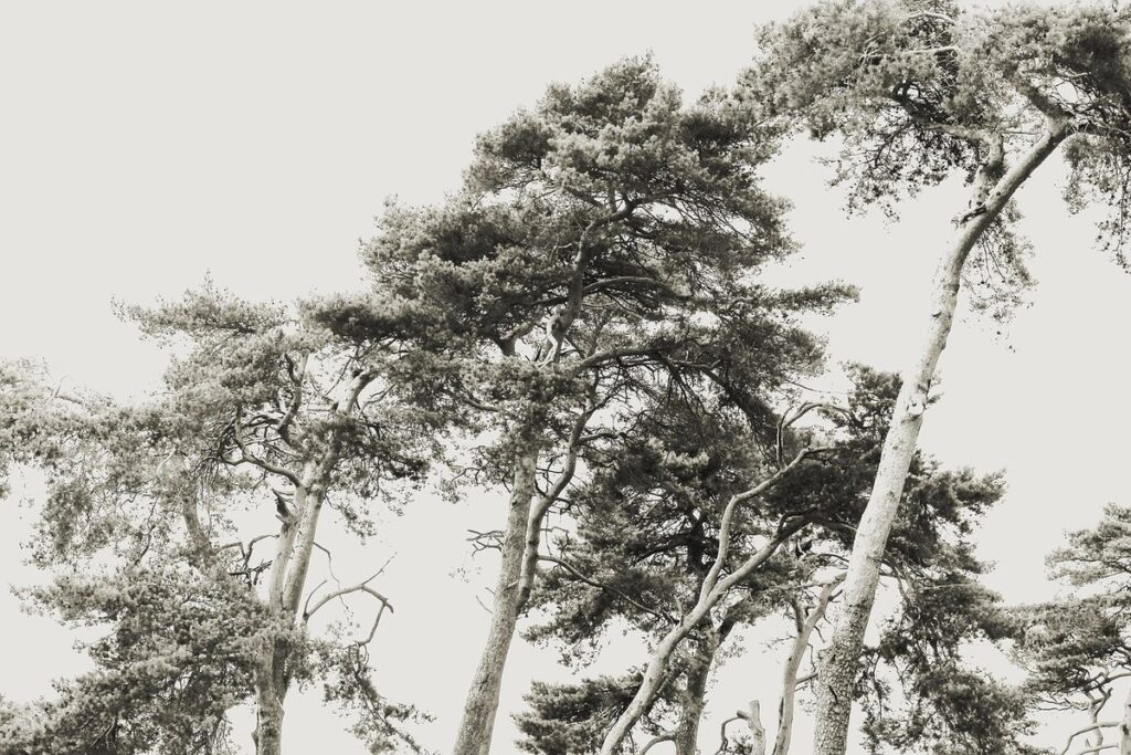 scots pine