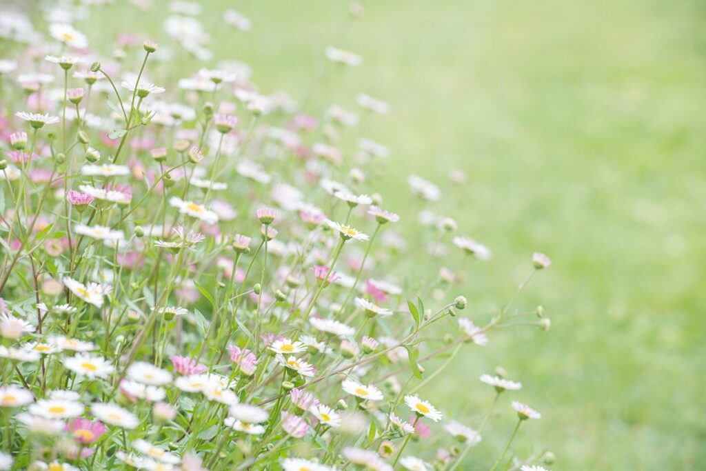 seaside garden plants