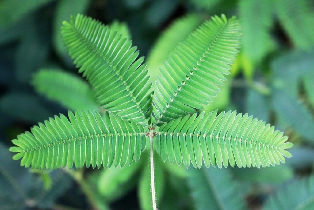 sensitive plant