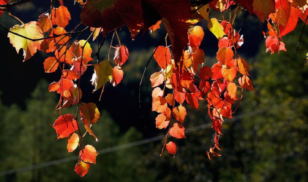 climbing plants for shade