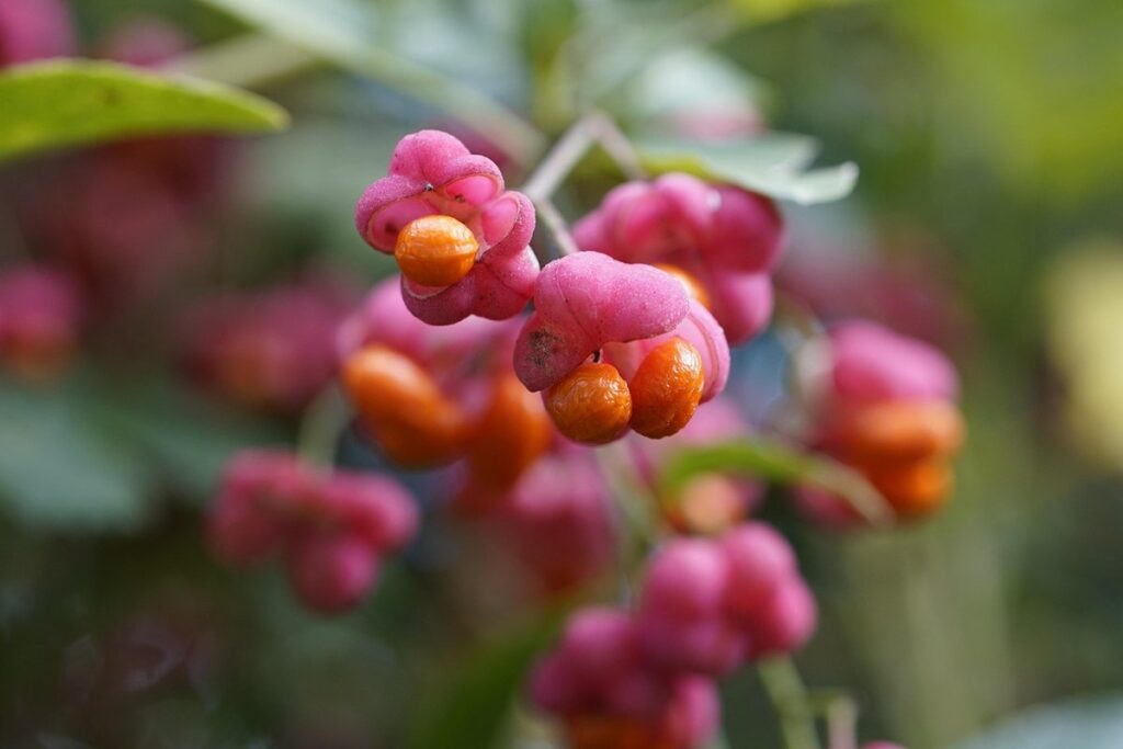 shrubs with orange berries