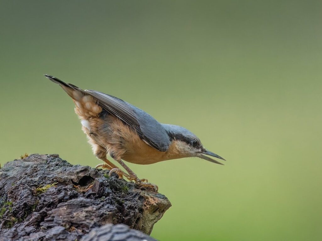 small trees for small gardens uk