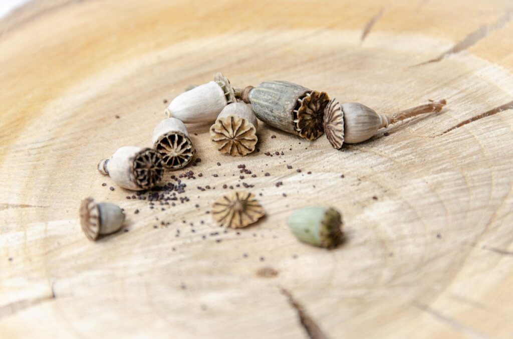 sowing wildflower seeds