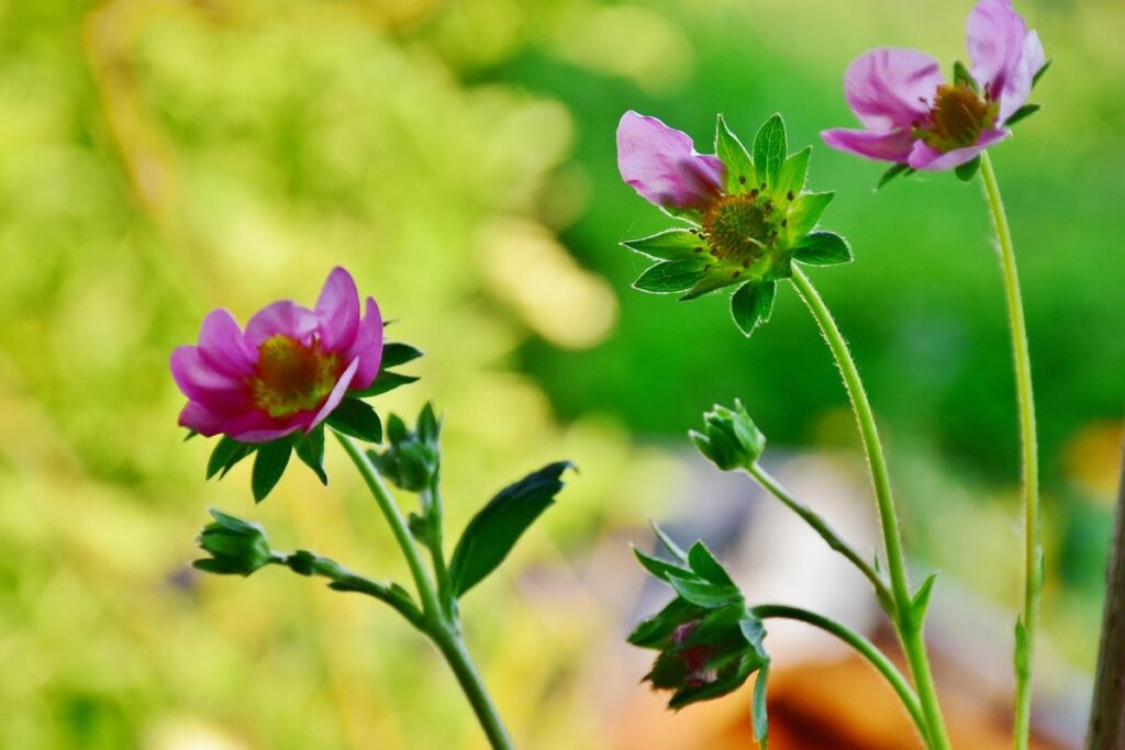 strawberry raised bed layout