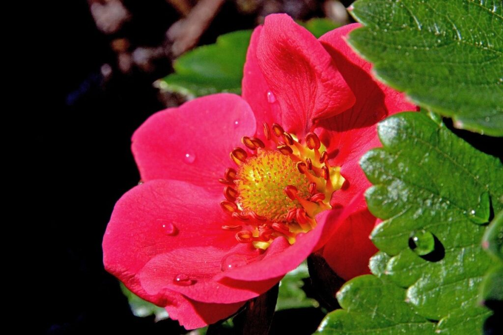 strawberry blossom end rot