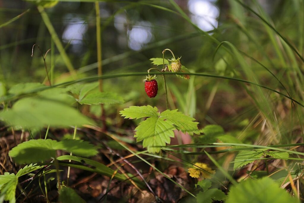 strawberry harvest timing
