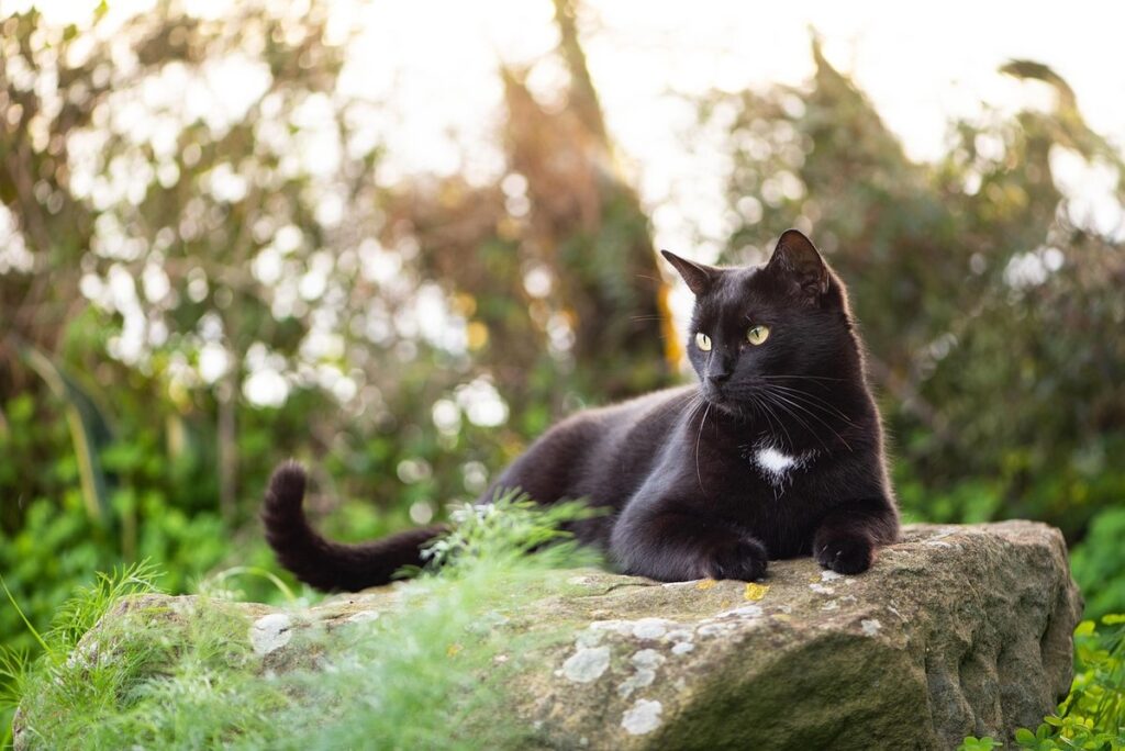 stray cats in garden
