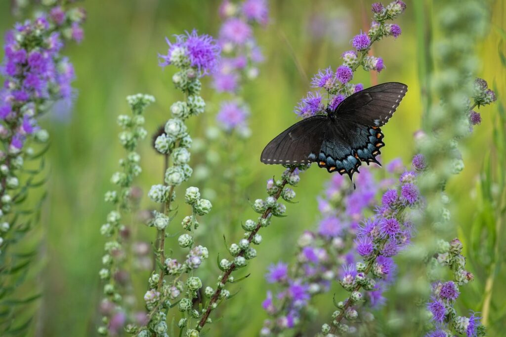 host plants for swallowtails