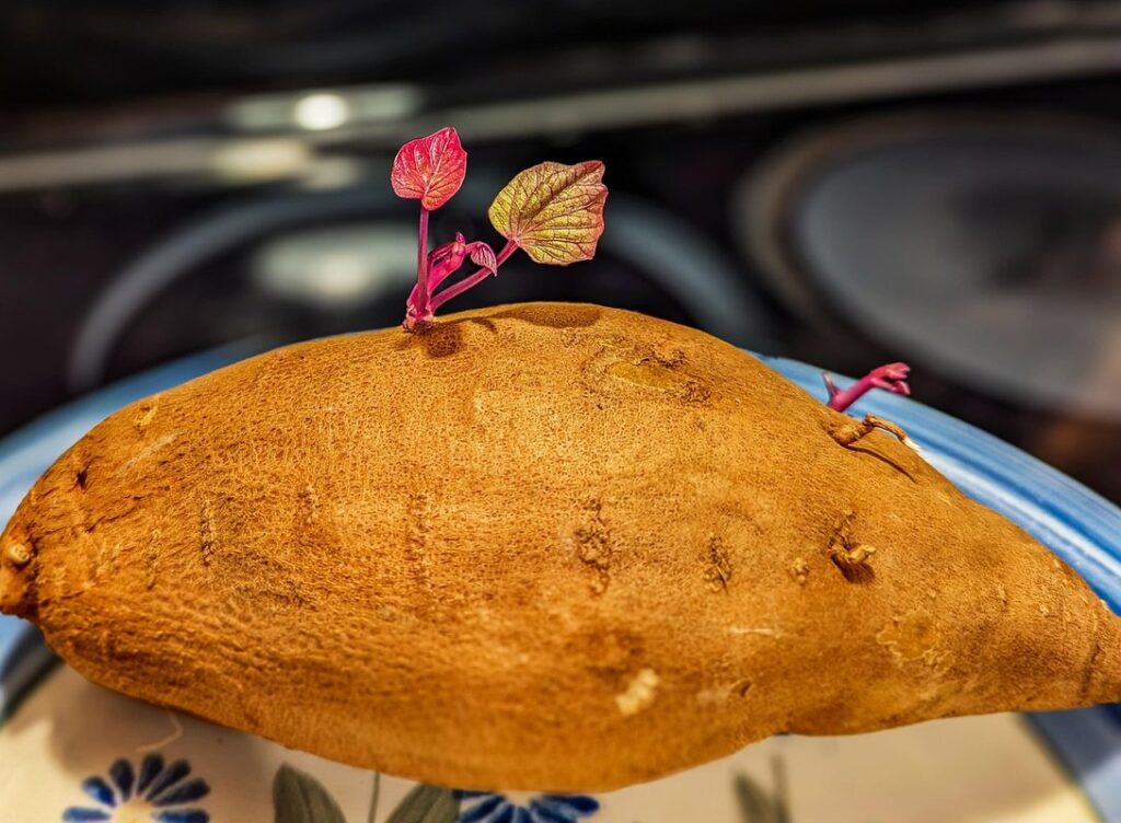 how to grow a sweet potato
