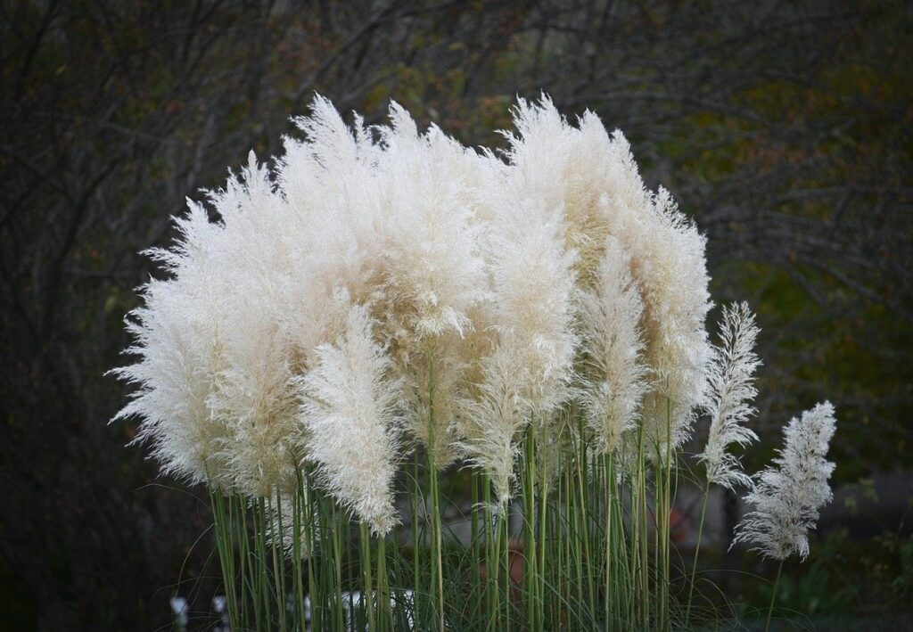 tall ornamental grasses